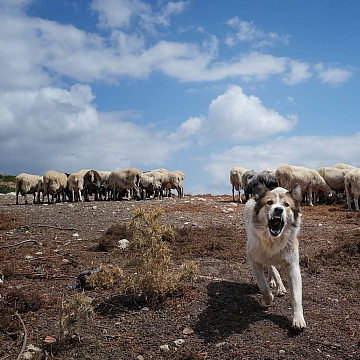 dog, sheep, landscape