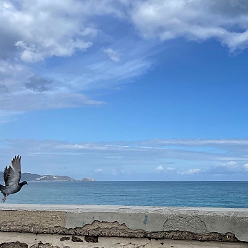 Learning to Fly, pigeon, sky, sea